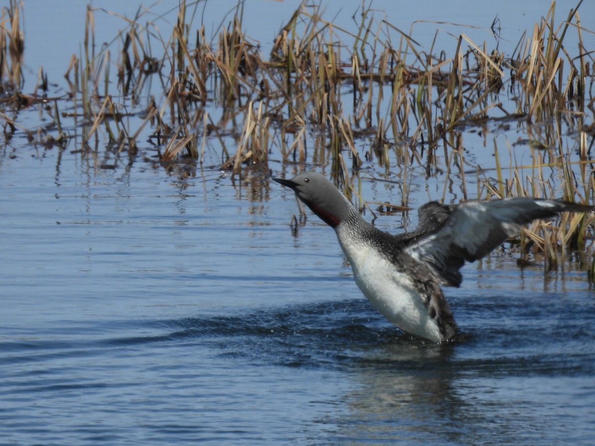 Red-throated Loon - ML620524140