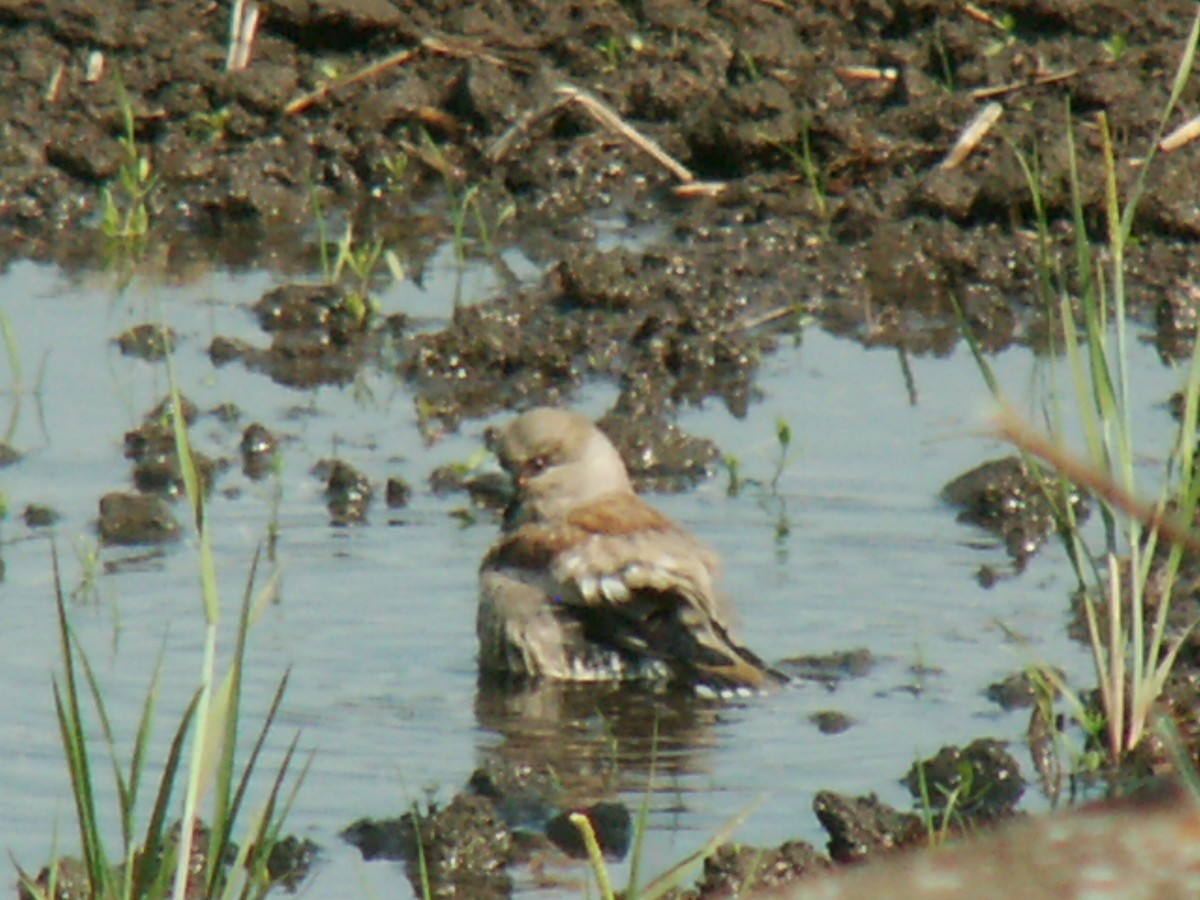 Hawfinch - ML620524143