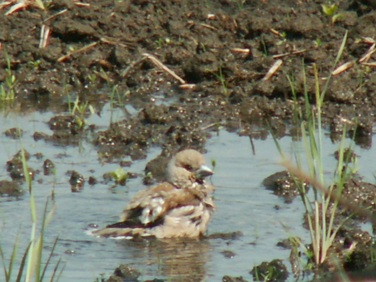 Hawfinch - ML620524145