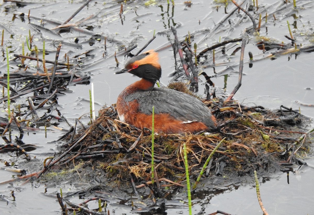 Horned Grebe - Miloslav Mišík