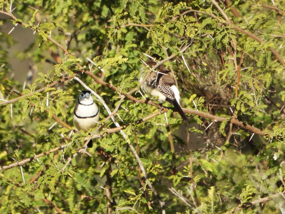 Double-barred Finch - ML620524149