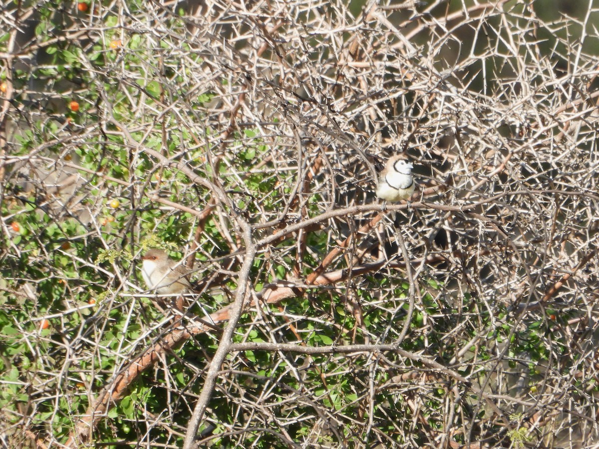 Double-barred Finch - Leonie Beaulieu