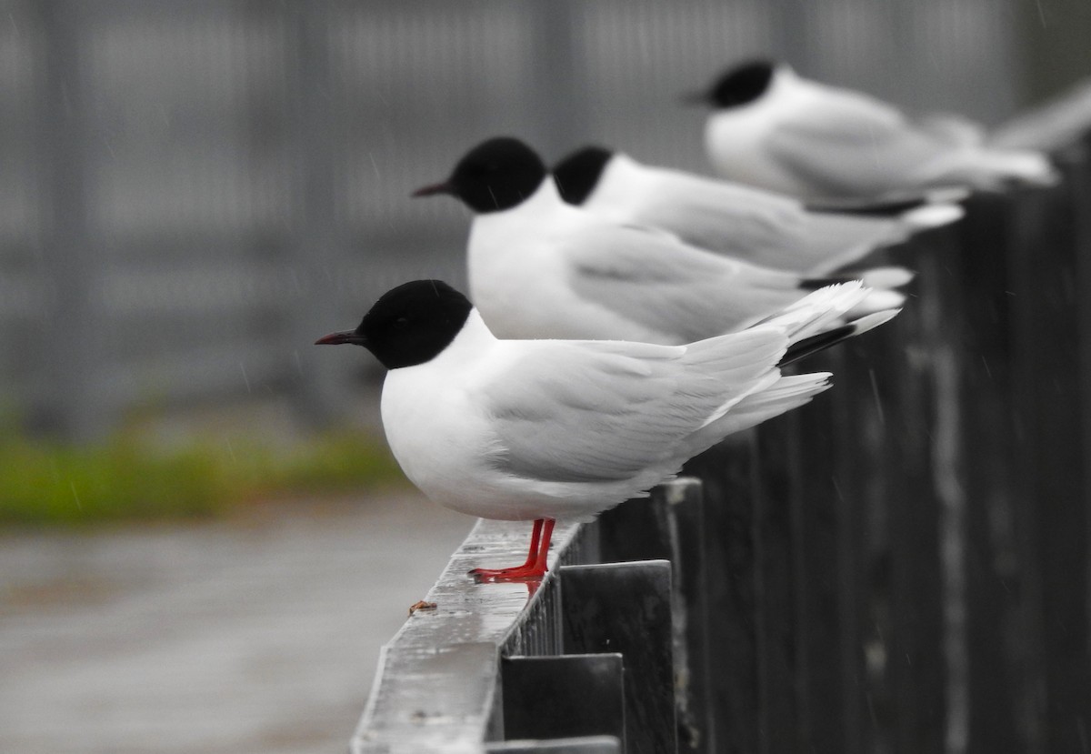 Gaviota Enana - ML620524151