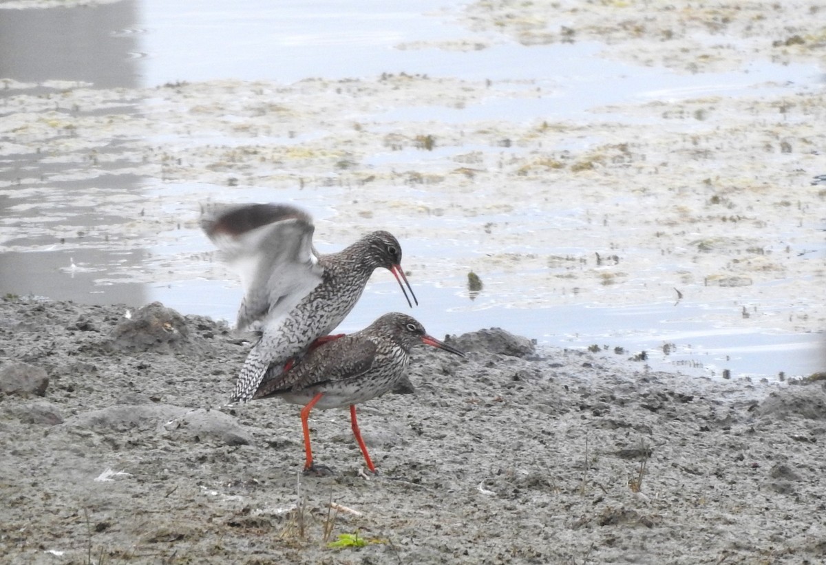 Common Redshank - ML620524153