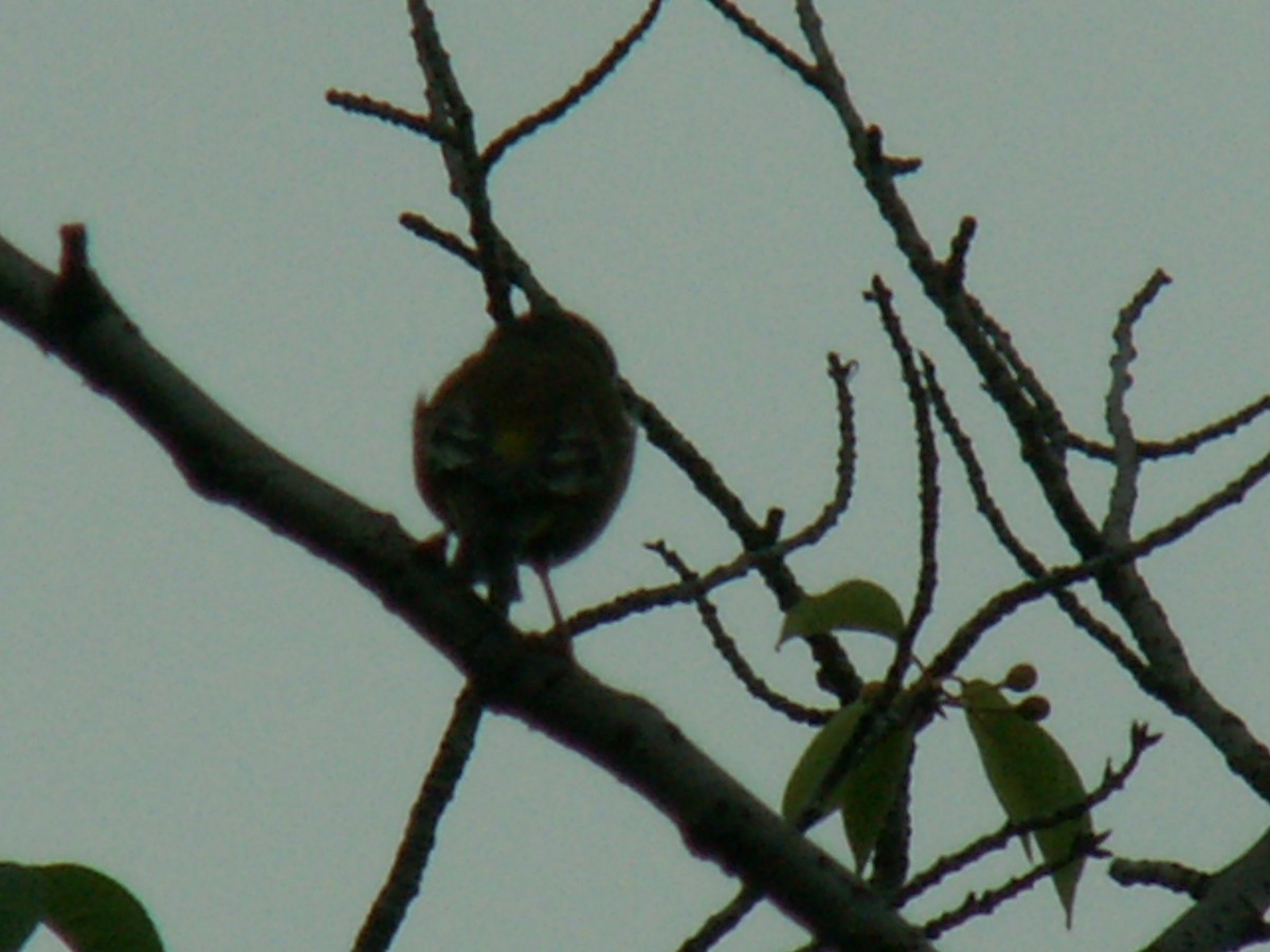 Eurasian Siskin - ML620524162