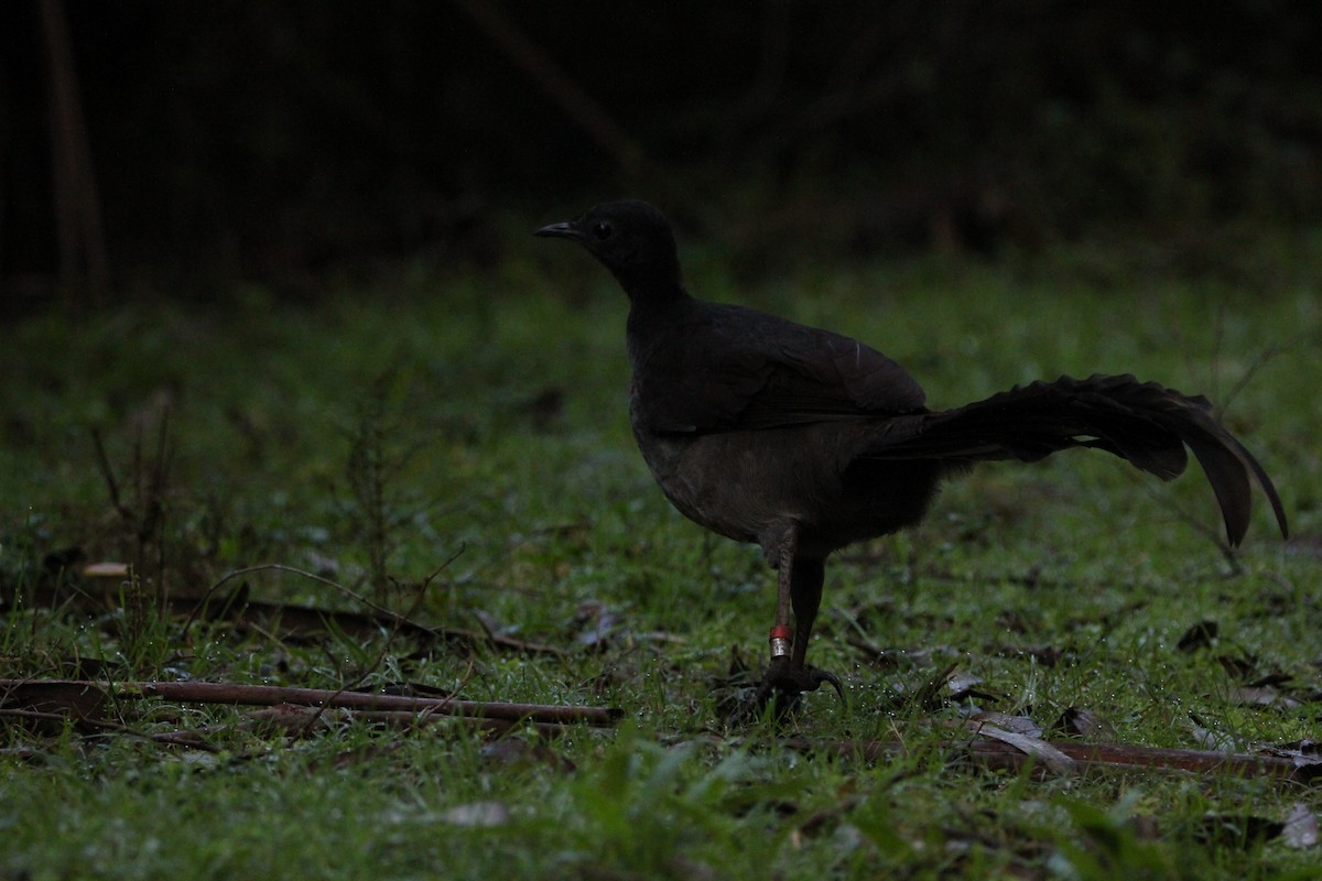 Superb Lyrebird - ML620524166