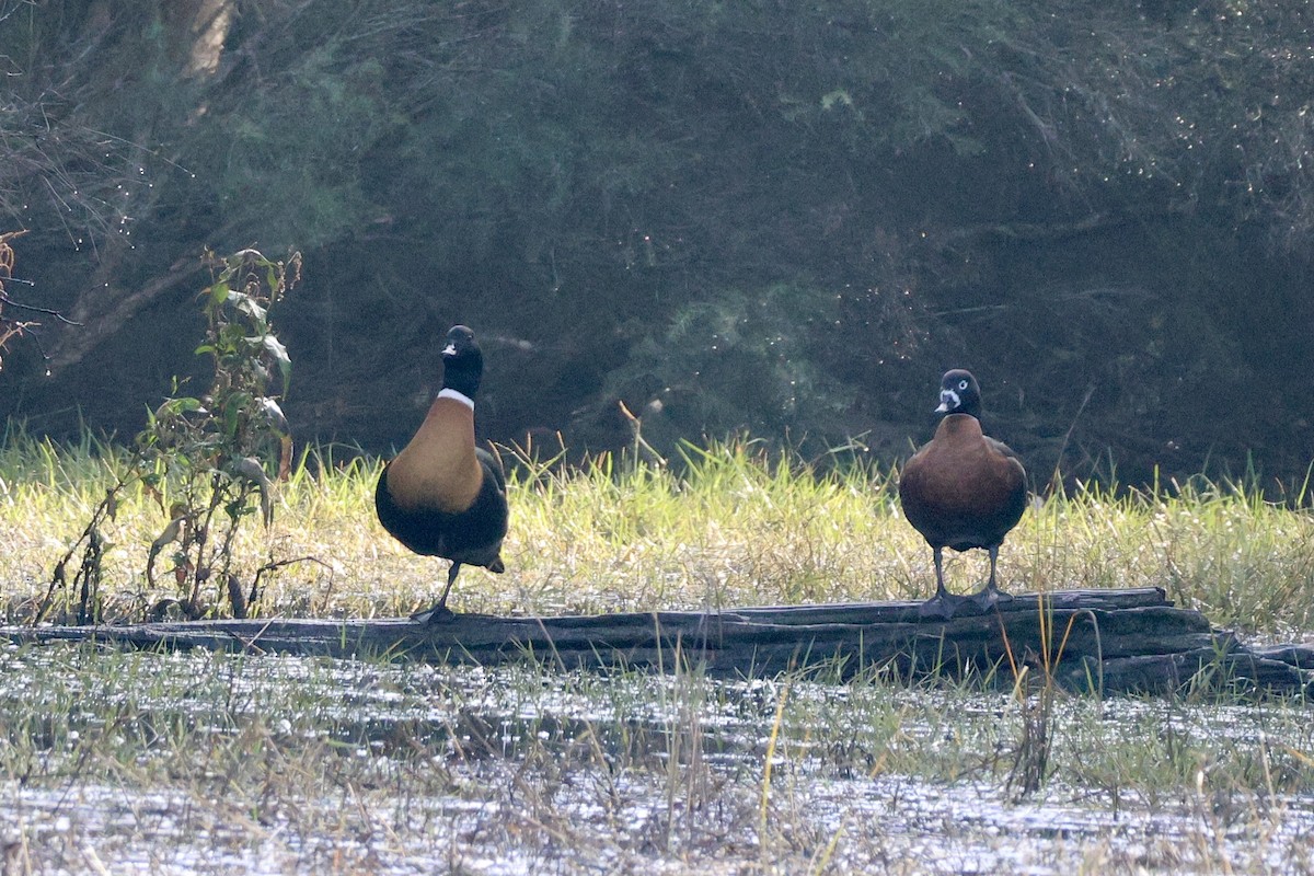 Australian Shelduck - ML620524169