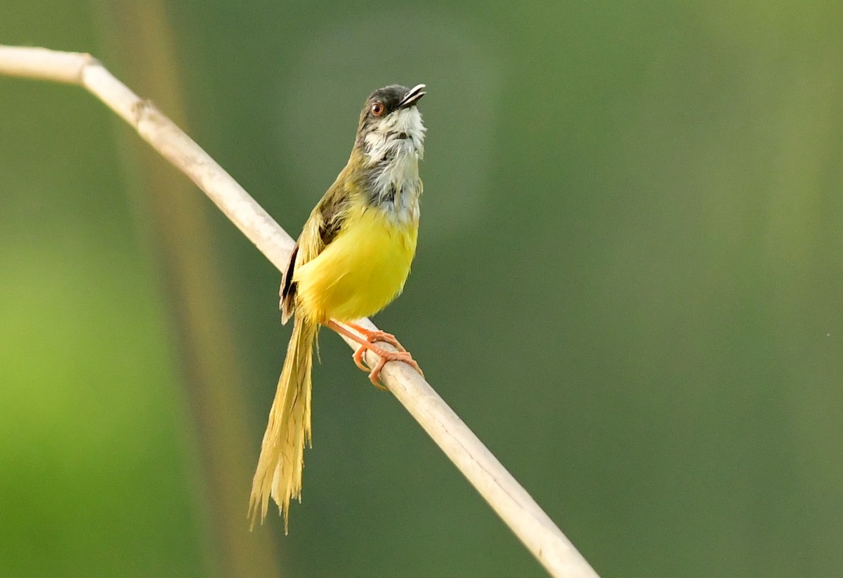 Prinia Ventriamarilla - ML620524171