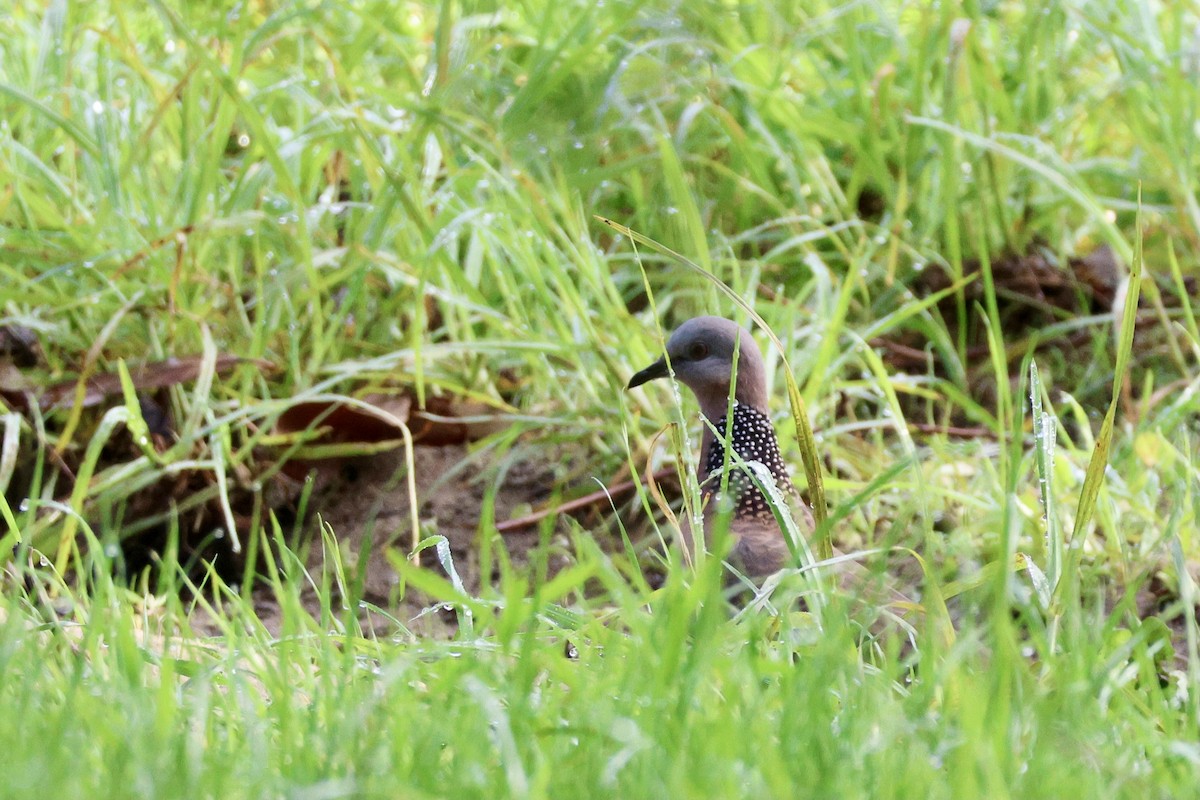 珠頸斑鳩 - ML620524172