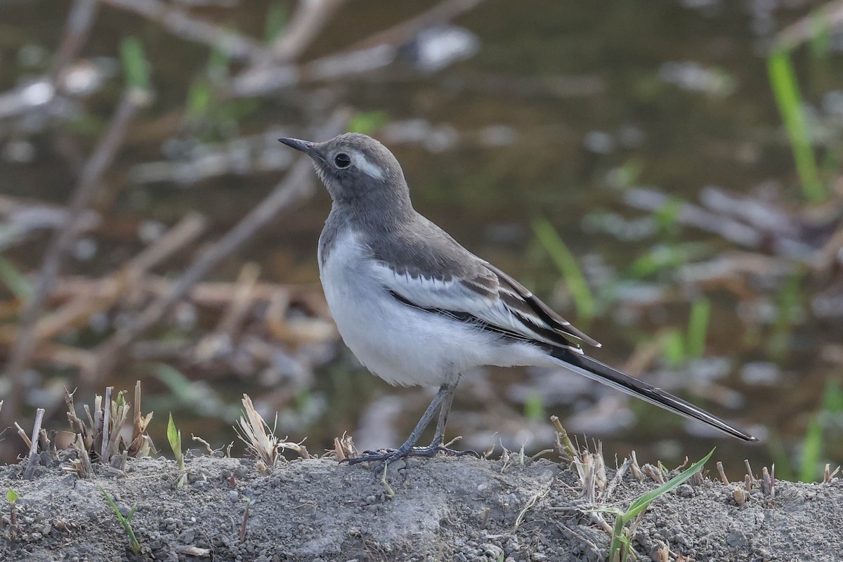 White-browed Wagtail - ML620524174