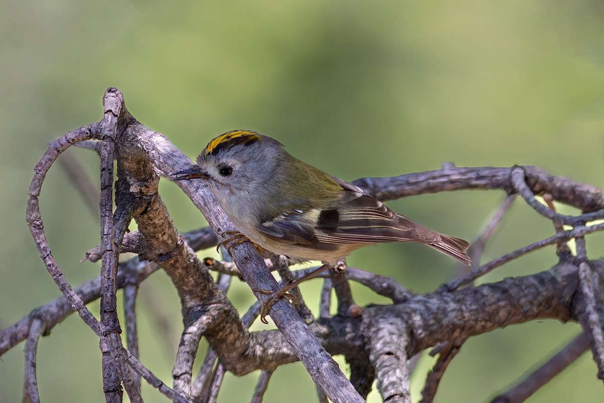 Goldcrest - ML620524175