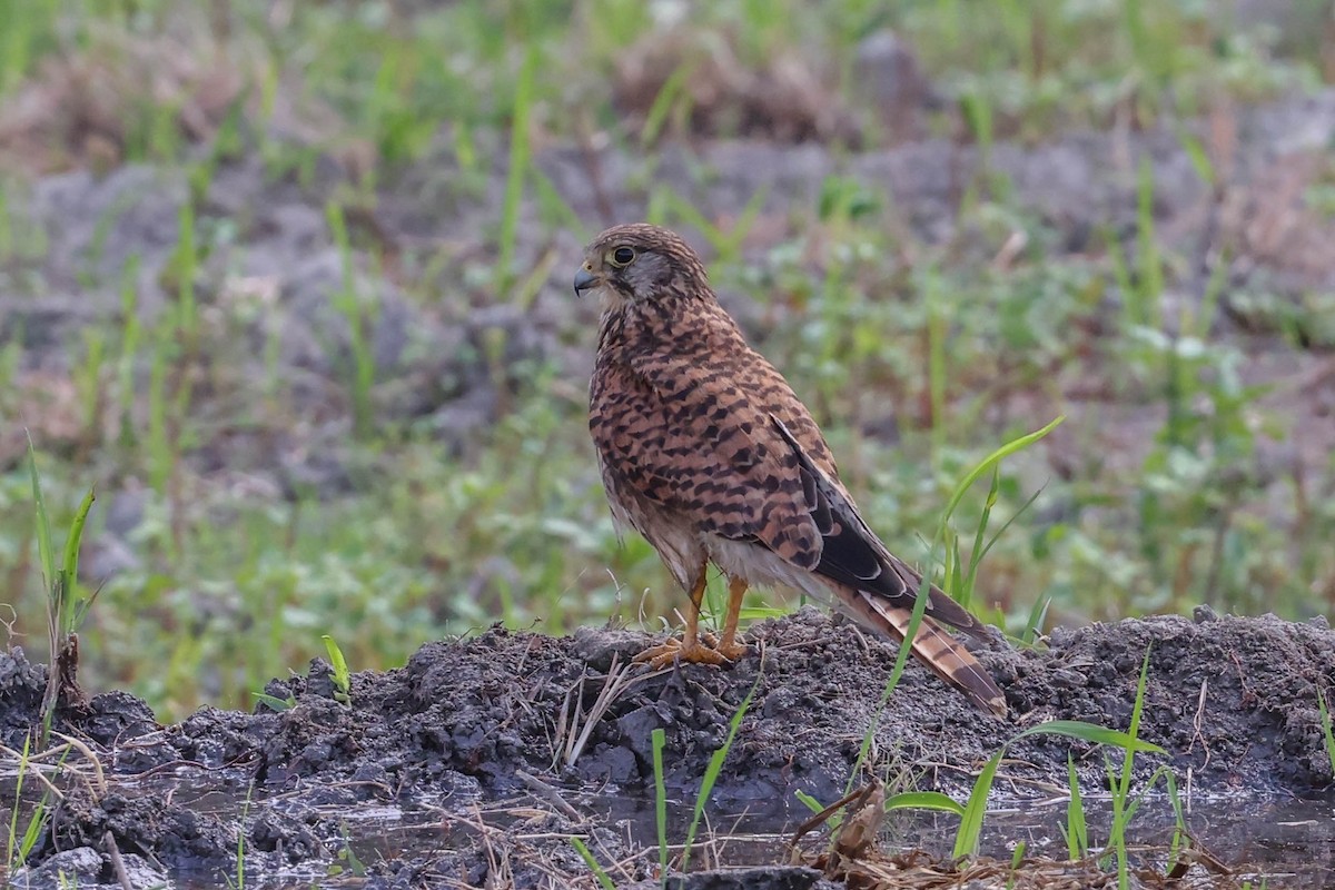 Eurasian Kestrel - ML620524180