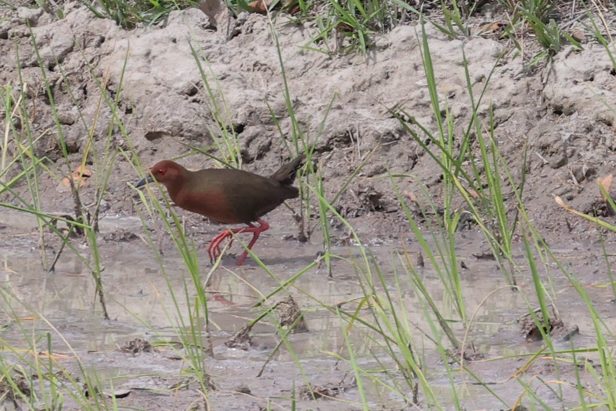 Ruddy-breasted Crake - ML620524181