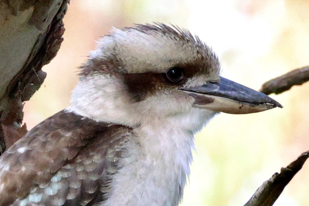 Laughing Kookaburra - ML620524182