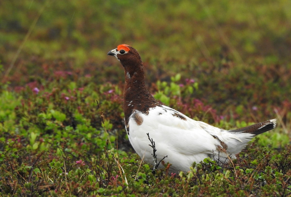 Willow Ptarmigan - ML620524184