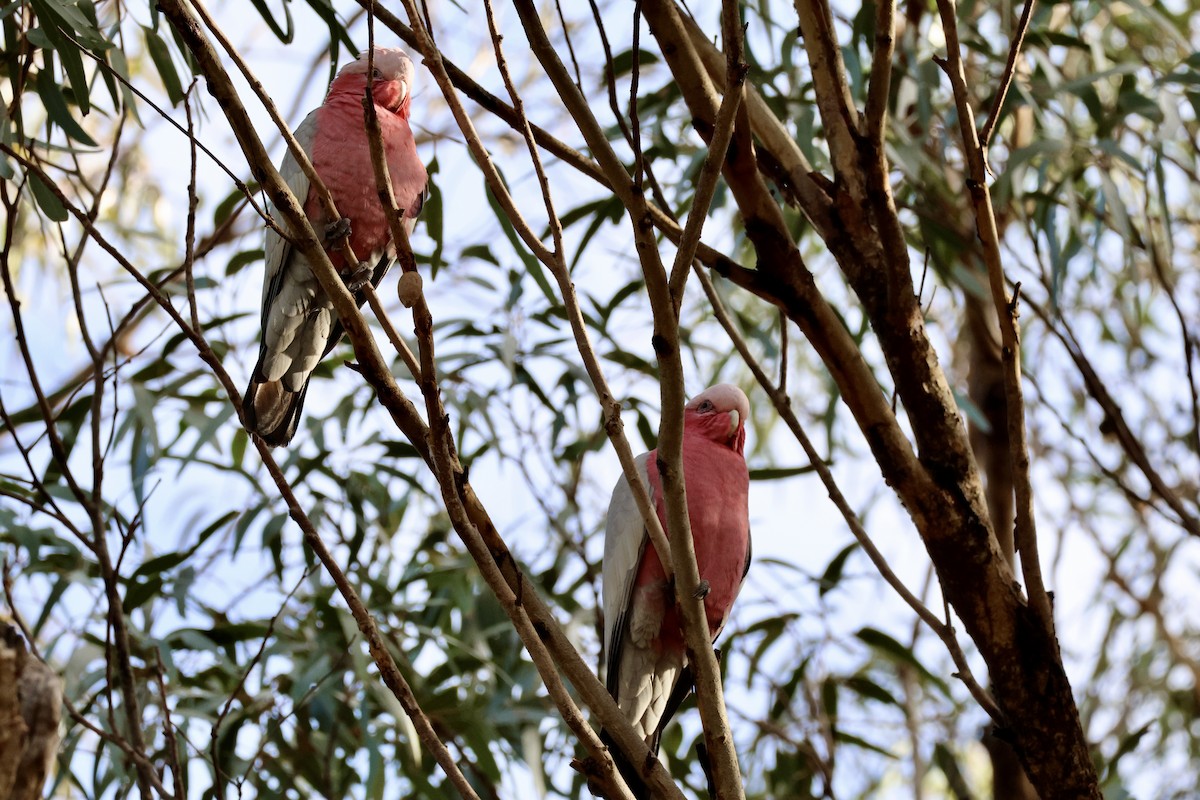 Cacatúa Galah - ML620524186