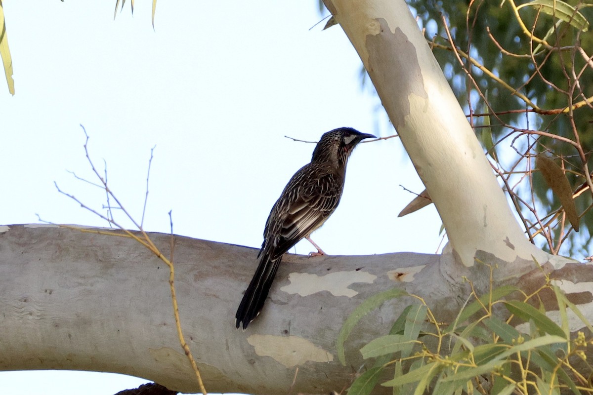 Red Wattlebird - ML620524188