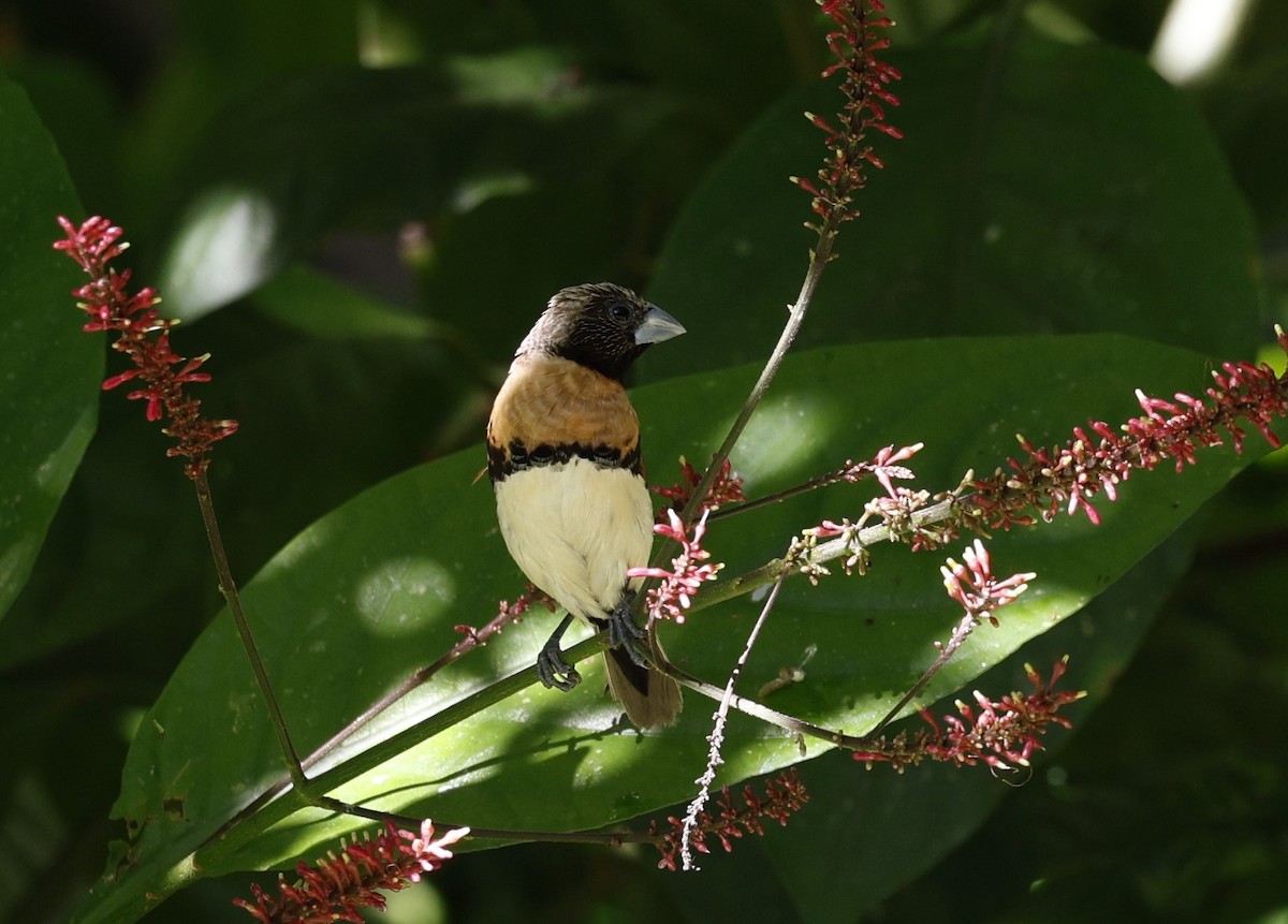 Chestnut-breasted Munia - ML620524193