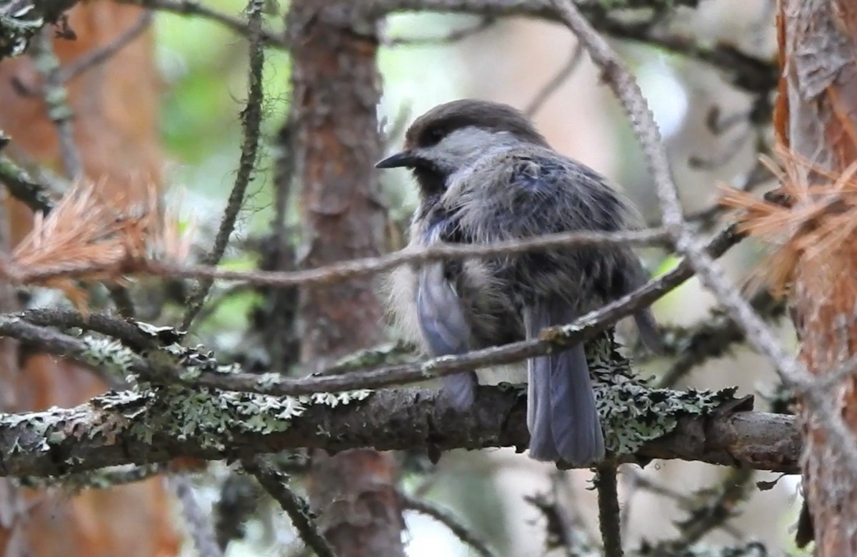 Gray-headed Chickadee - ML620524194