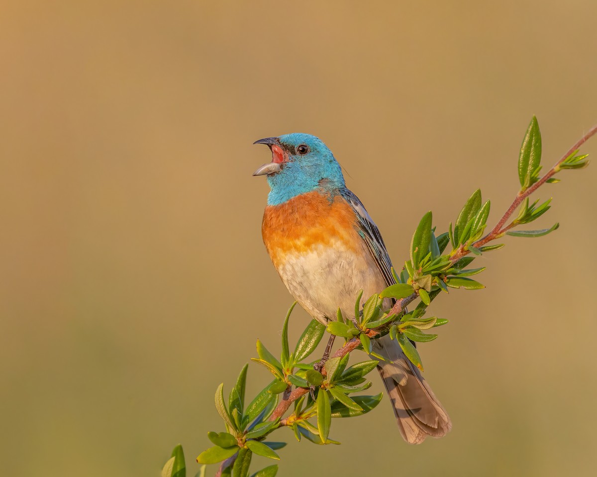 Lazuli Bunting - ML620524197