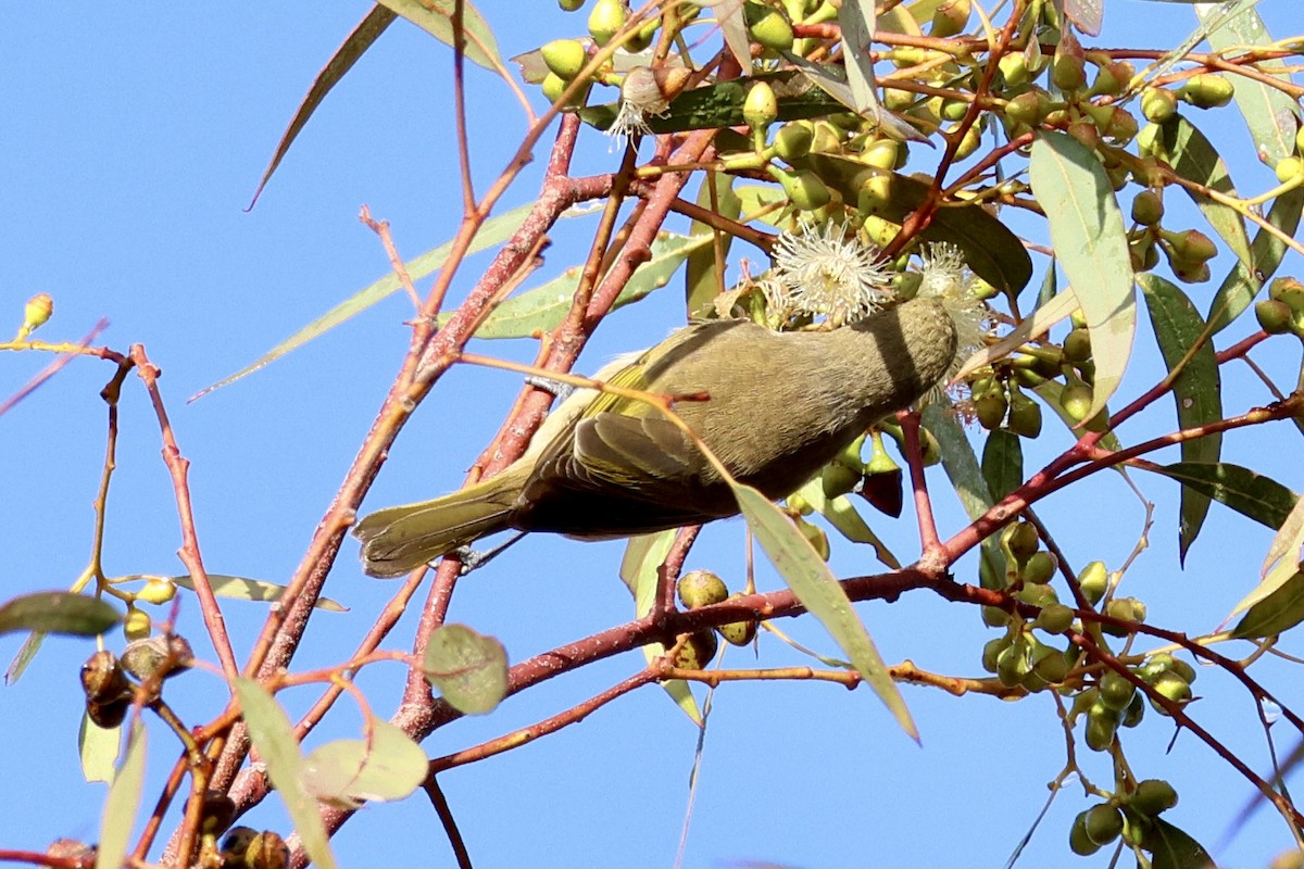 Brown Honeyeater - ML620524200