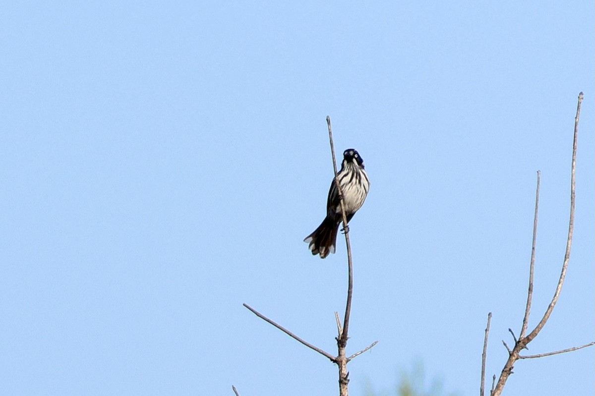 New Holland Honeyeater - ML620524207