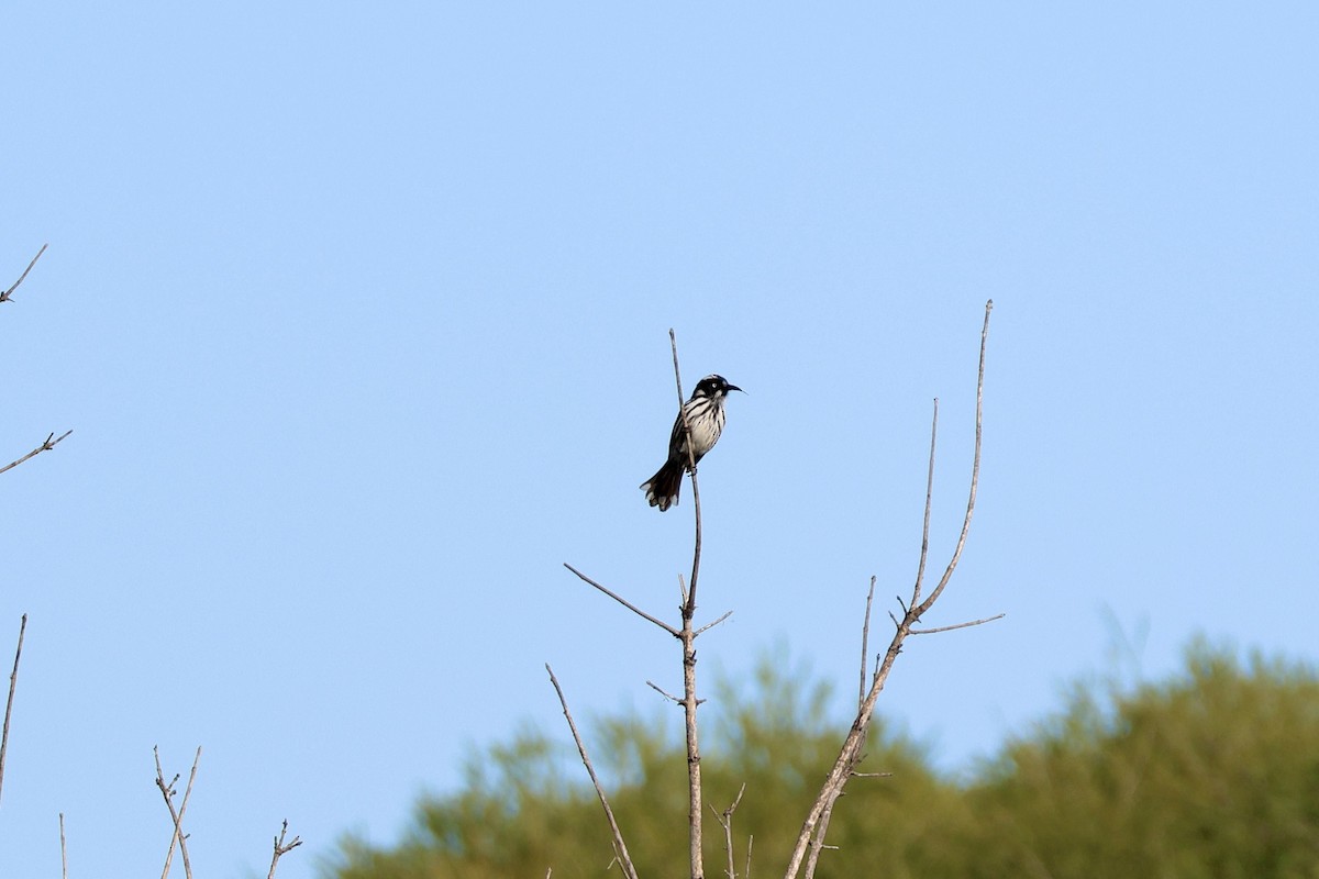 New Holland Honeyeater - ML620524209