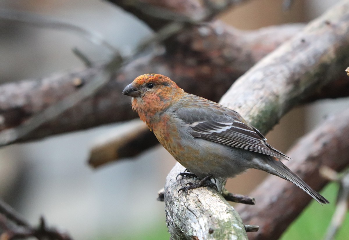 Pine Grosbeak - ML620524211