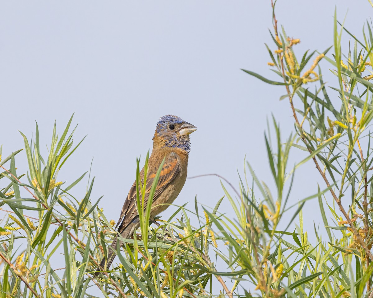 Blue Grosbeak - ML620524215