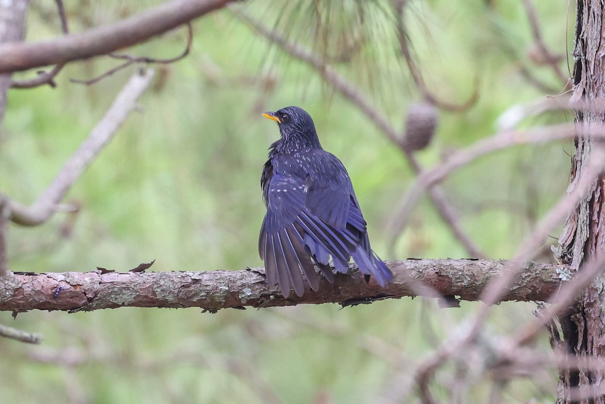 Blue Whistling-Thrush - ML620524226