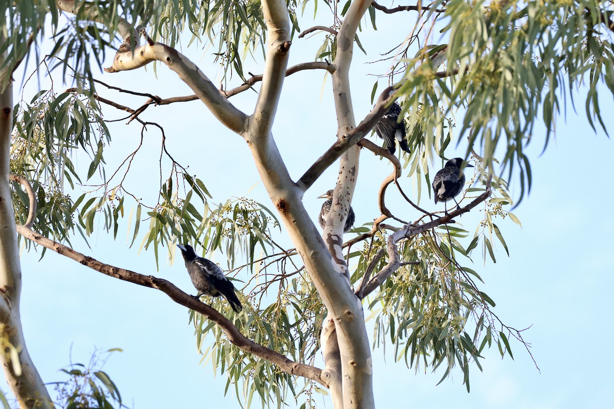 Australian Magpie - ML620524227