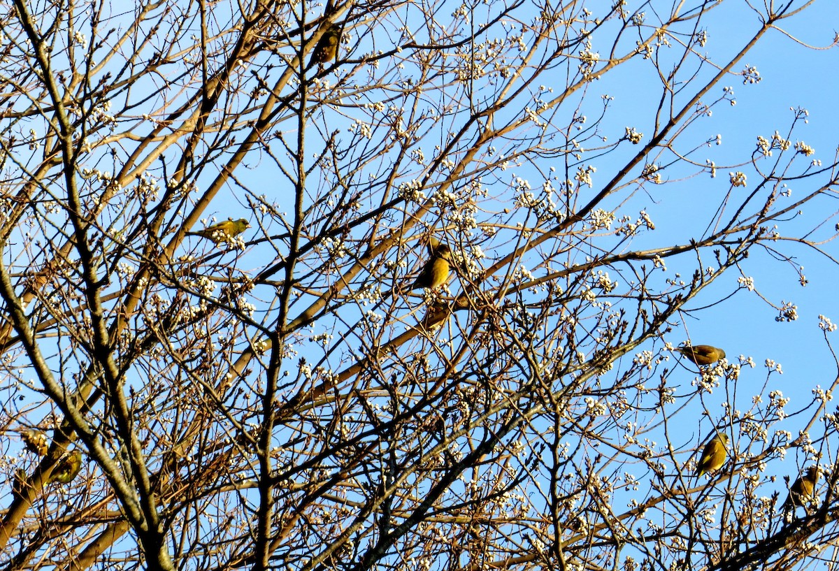 Oriental Greenfinch - ML620524228