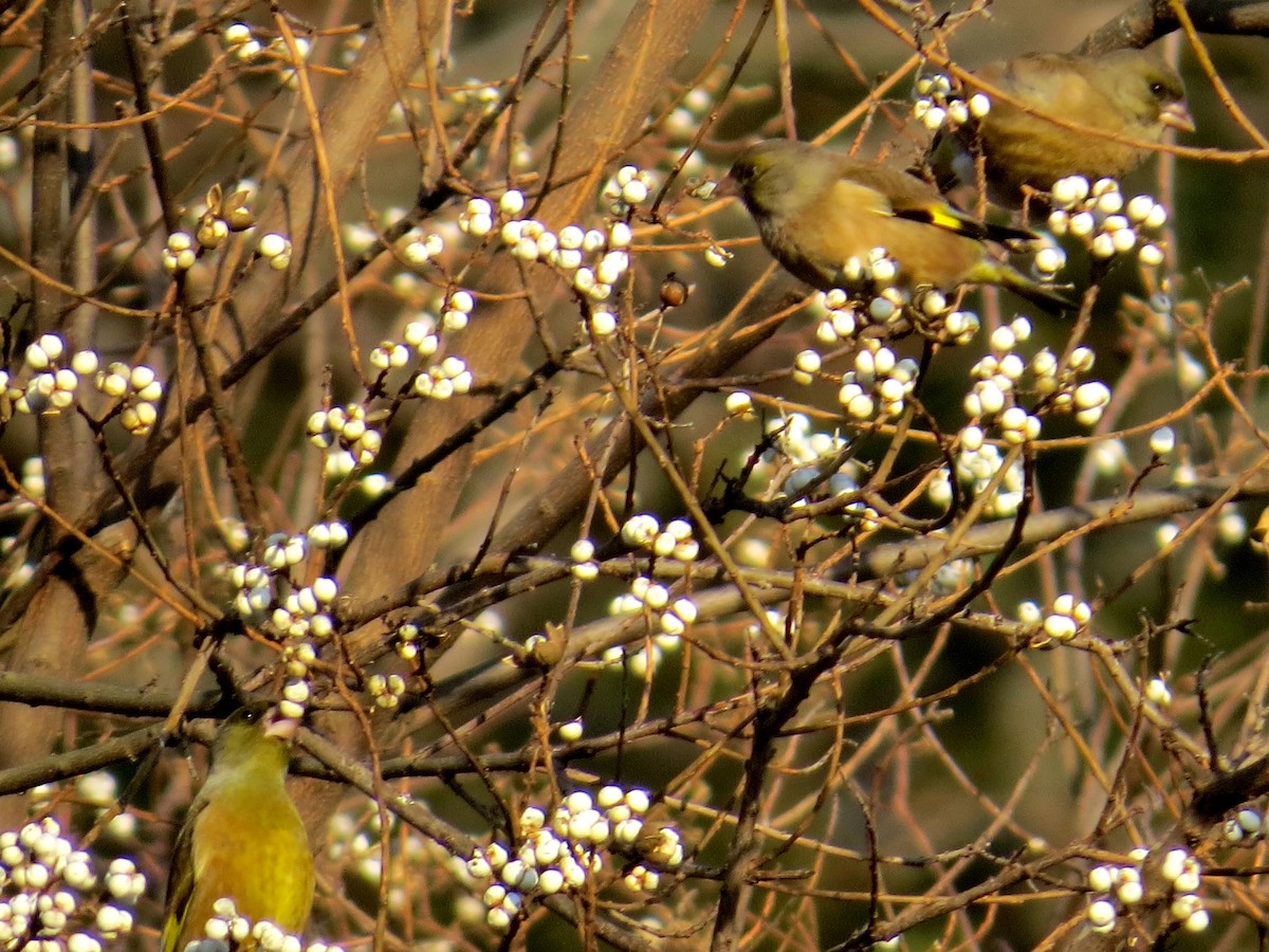 Oriental Greenfinch - ML620524229