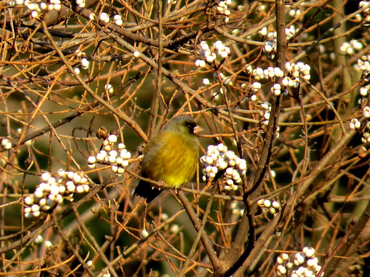 Oriental Greenfinch - ML620524230