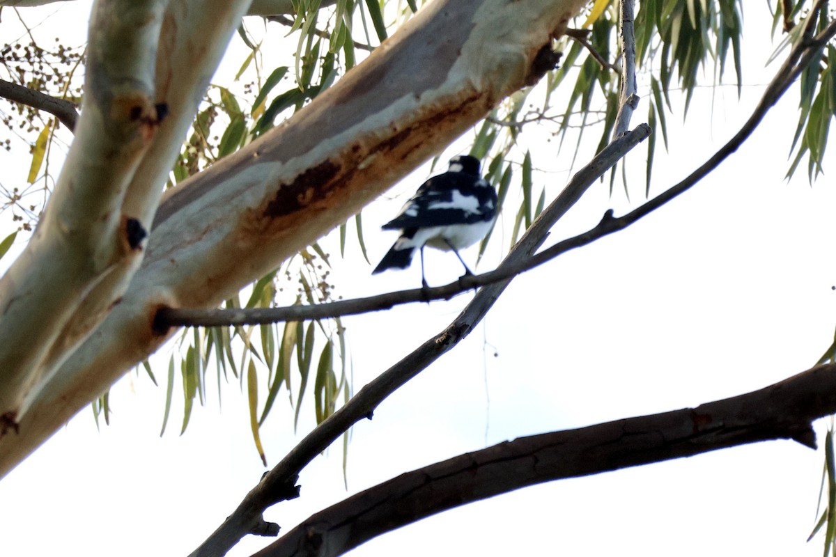 Magpie-lark - Terry O’Connor