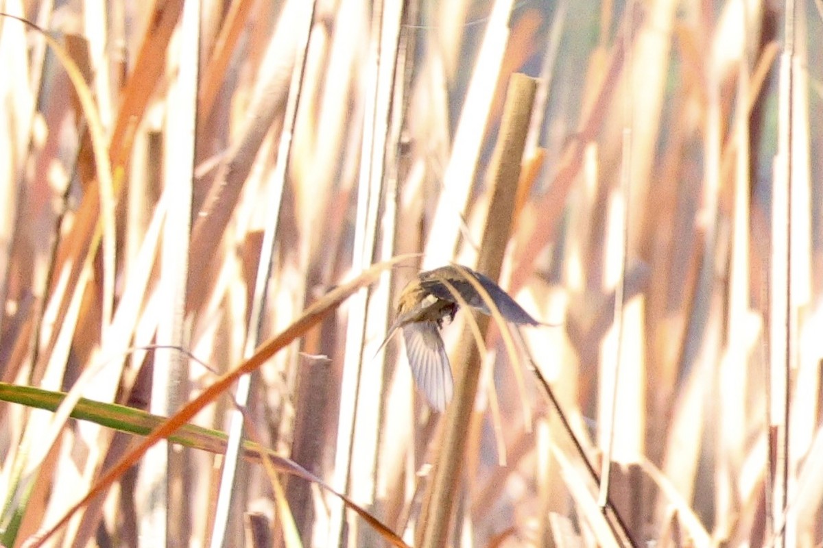 Australian Reed Warbler - ML620524233