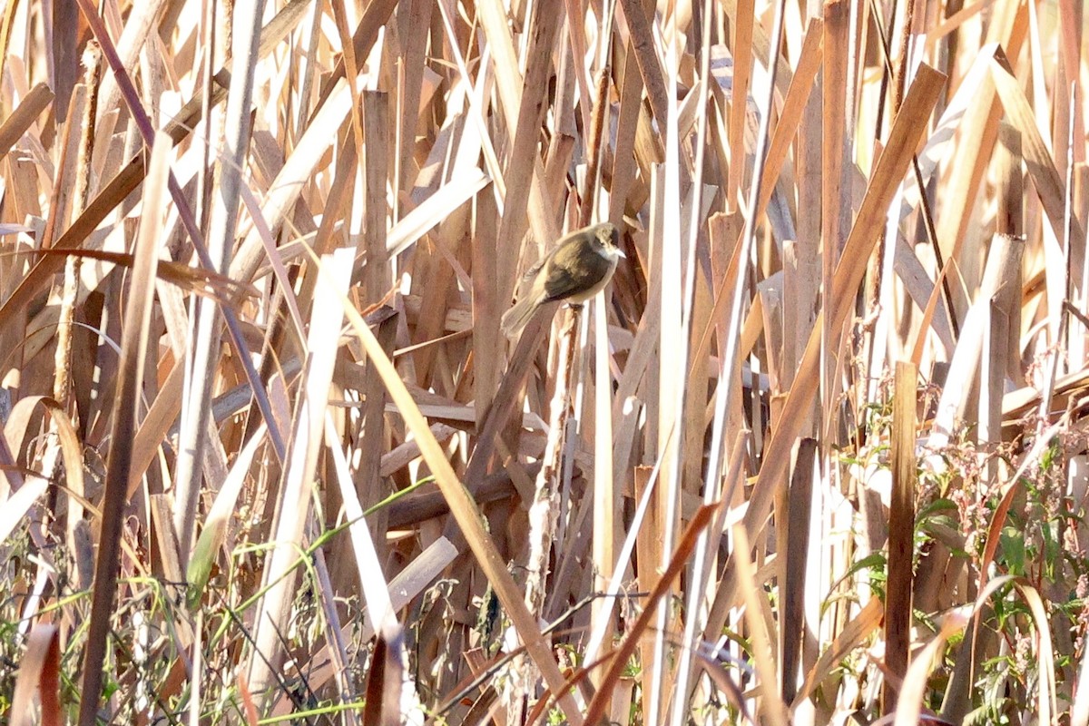 Australian Reed Warbler - ML620524234