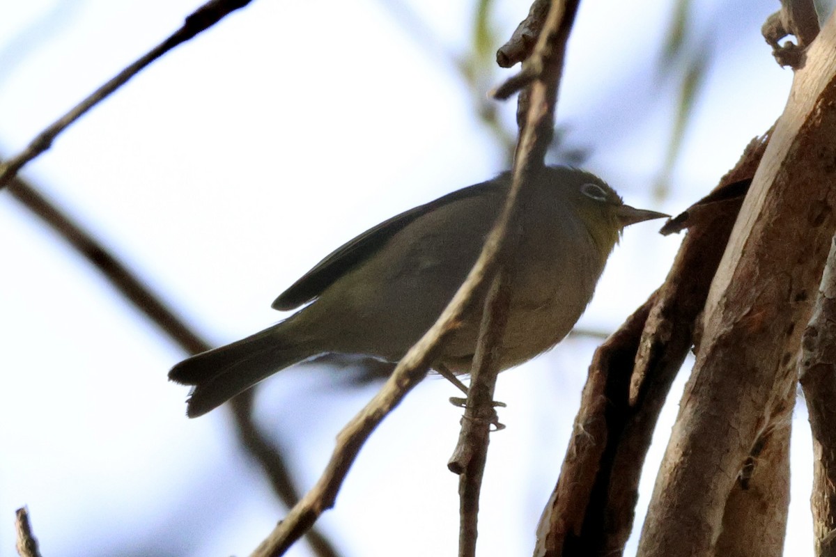 Zostérops à dos gris - ML620524240