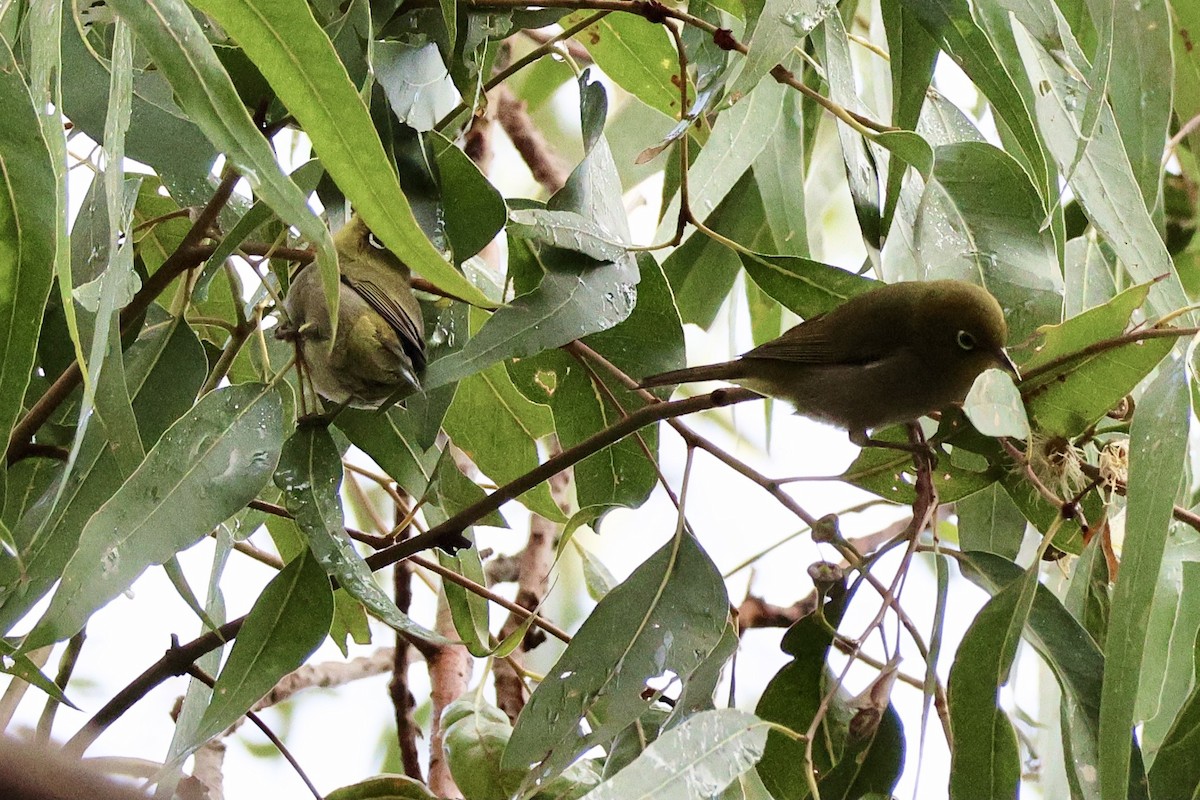 Zostérops à dos gris - ML620524241