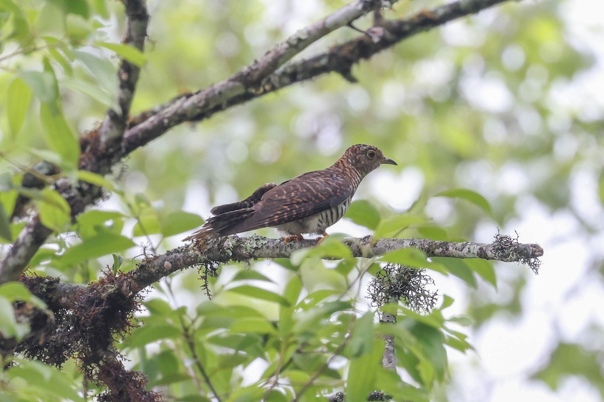 Lesser Cuckoo - ML620524243