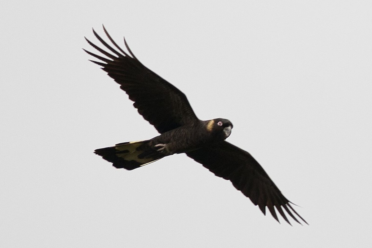 Yellow-tailed Black-Cockatoo - ML620524244