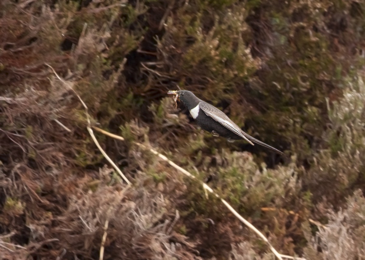 Ring Ouzel (Northern) - ML620524247