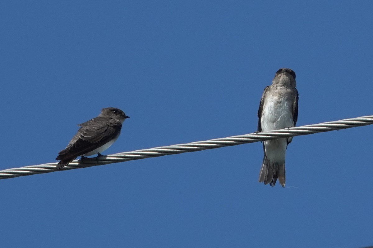 Gray-throated Martin - ML620524250