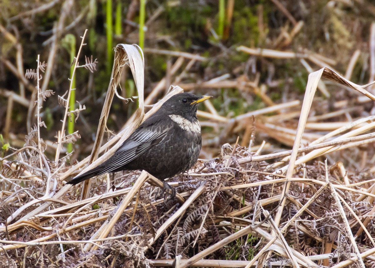 Белозобый дрозд (torquatus) - ML620524252