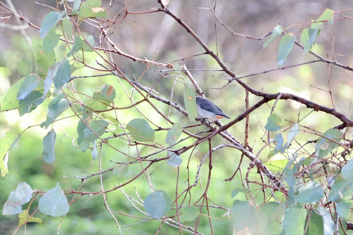 Picaflores Golondrina - ML620524253