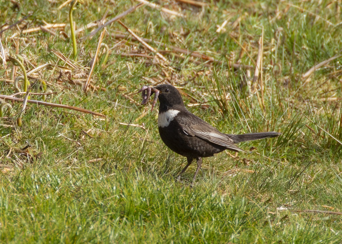 Ring Ouzel (Northern) - ML620524255