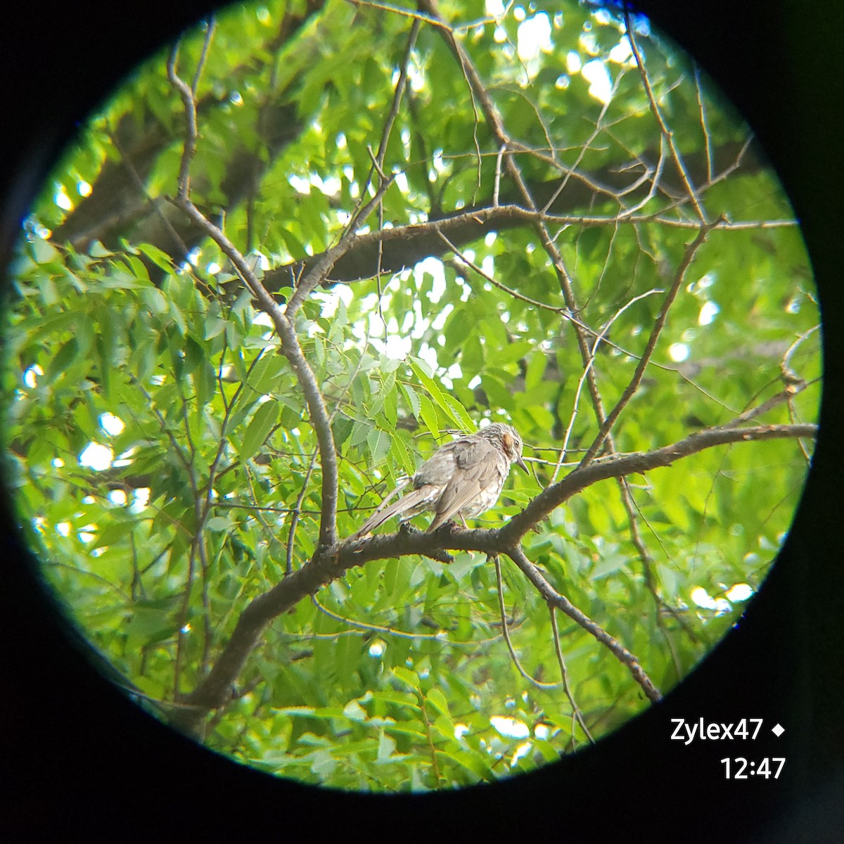 Bulbul à oreillons bruns - ML620524257