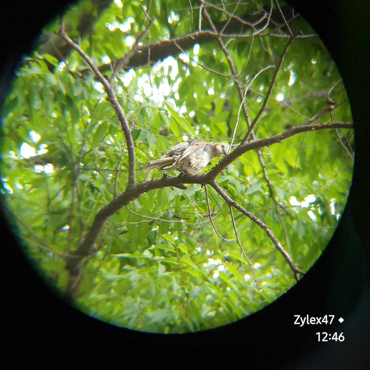 Bulbul à oreillons bruns - ML620524258