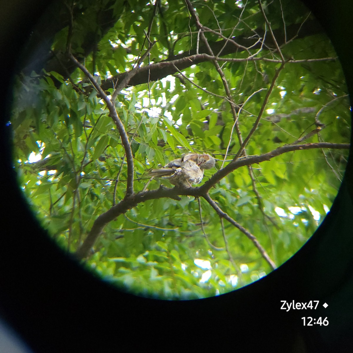 Bulbul à oreillons bruns - ML620524259