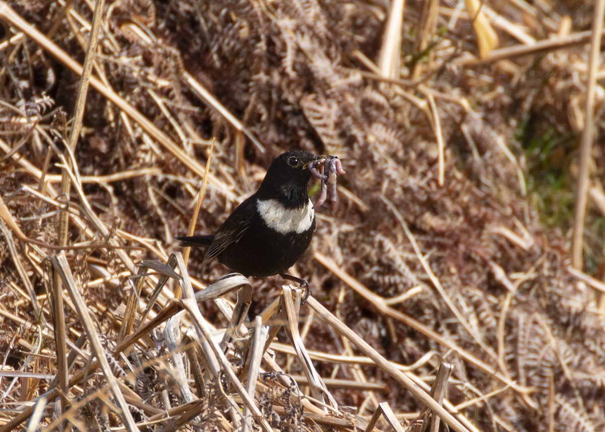 Ring Ouzel (Northern) - ML620524260